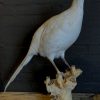 Recently taxidermy white pheasant.