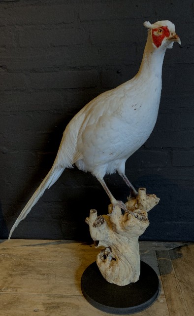 Recently taxidermy white pheasant.