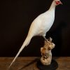 Recently taxidermy white pheasant.