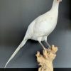 Taxidermy swan