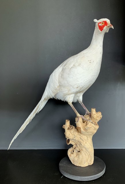 Recent opgezette witte fazant