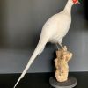 Recent opgezette witte fazant