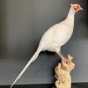 Recently taxidermy white pheasant.