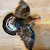 Taxidermy turkey in flying pose