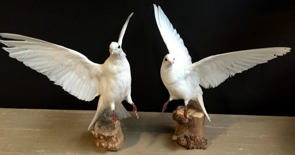 Recently stuffed white doves