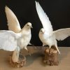 Recently stuffed white doves