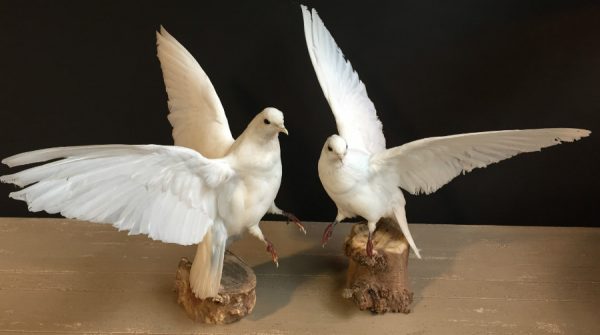 Ausgestopfter weiße Tauben