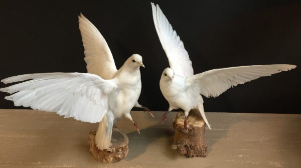 Recently stuffed white doves