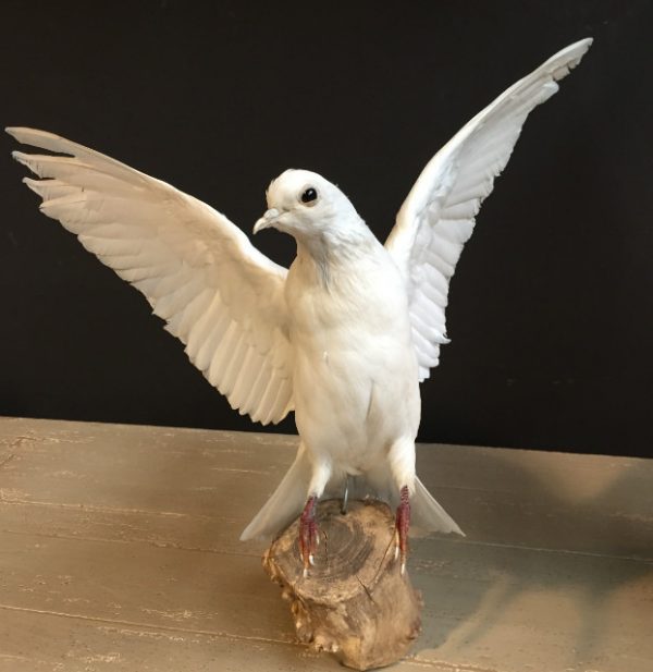 Ausgestopfter weiße Tauben