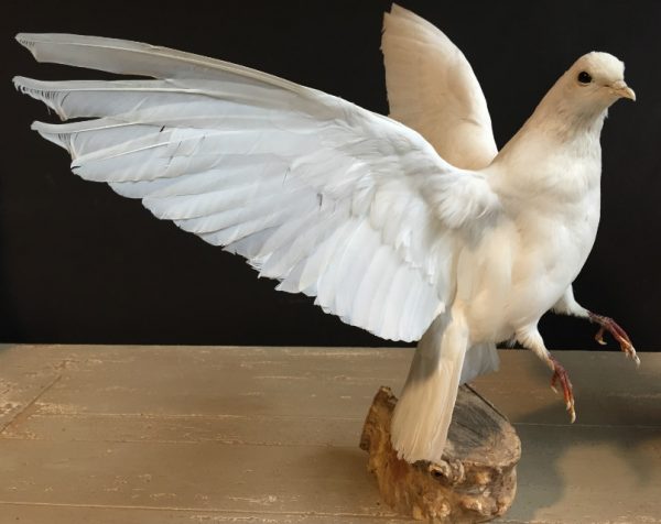 Recent opgezette witte duiven