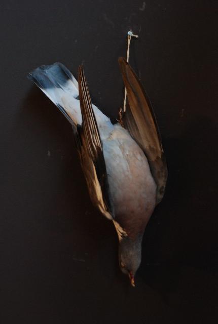 Stuffed wood pigeon