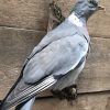 Newly made taxidermy wood pigeon