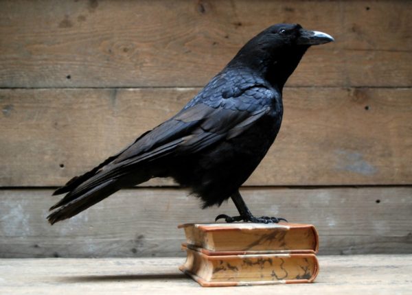 Stuffed crows mounted on antique books