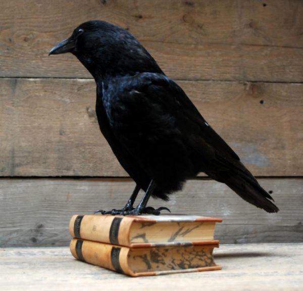 Stuffed crows mounted on antique books