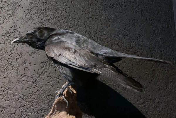 VO 201, Stuffed black crow