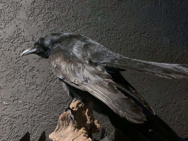 VO 201, Stuffed black crow