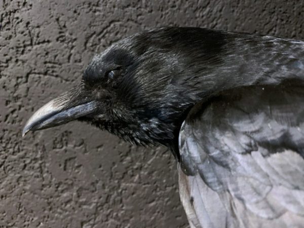 VO 201, Stuffed black crow