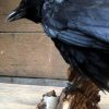 VO 201, Stuffed black crow