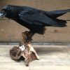 VO 201, Stuffed black crow