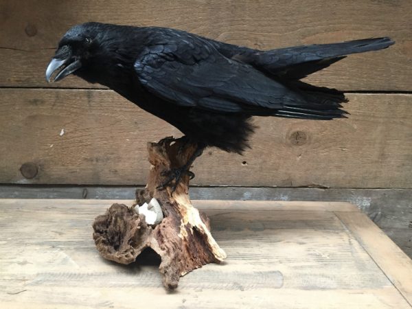 VO 201, Stuffed black crow