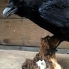 VO 201, Stuffed black crow