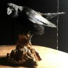 VO 201, Stuffed black crow