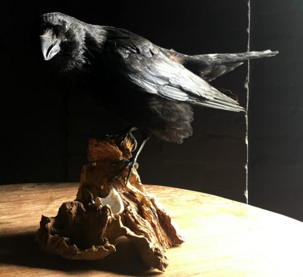 VO 201, Stuffed black crow