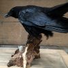 VO 201, Stuffed black crow