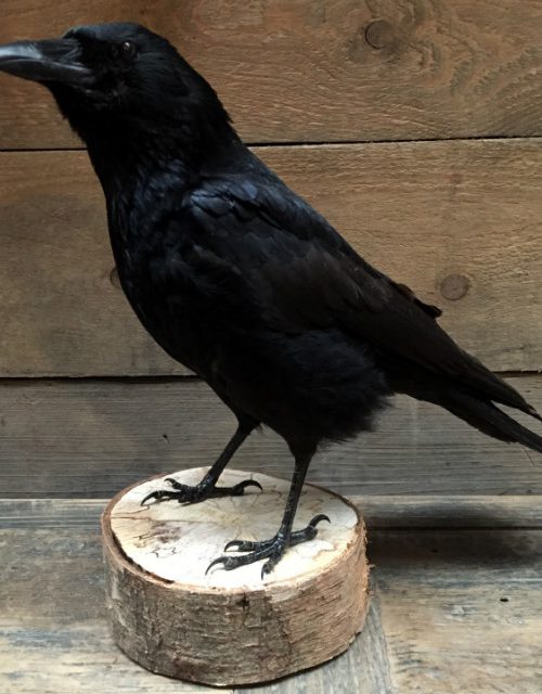 Stuffed crow on wooden stump