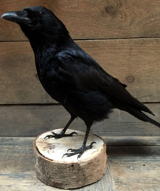 Stuffed crow on sale