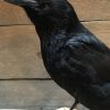 Stuffed crow on wooden stump