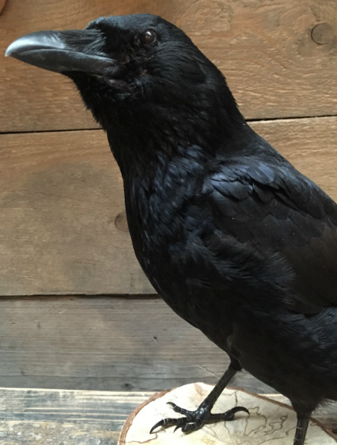 Stuffed crow on wooden stump