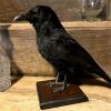 Stuffed crow on wooden panel