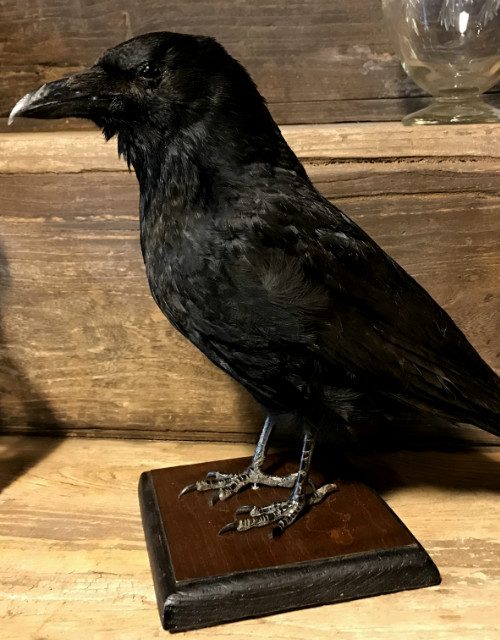 Stuffed crow on wooden panel