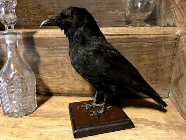 Stuffed crow on wooden panel