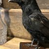 Stuffed crow on wooden panel