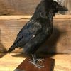 Stuffed crow on wooden panel