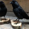 Taxidermy jackdaw on wooden stump