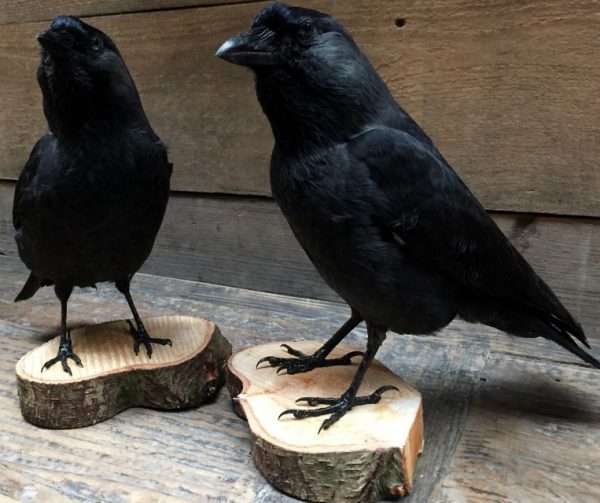 Taxidermy jackdaw on wooden stump