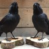 Taxidermy jackdaw on wooden stump