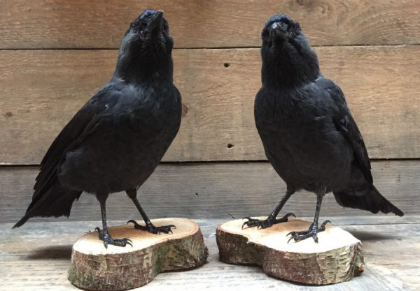Taxidermy jackdaw on wooden stump
