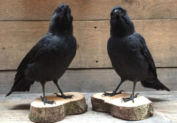 Taxidermy jackdaw on wooden stump