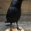 Taxidermy jackdaw on wooden stump