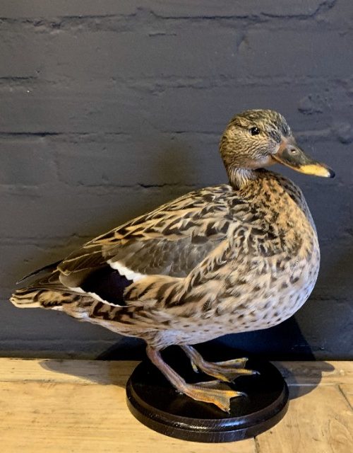 Taxidermy wild duck