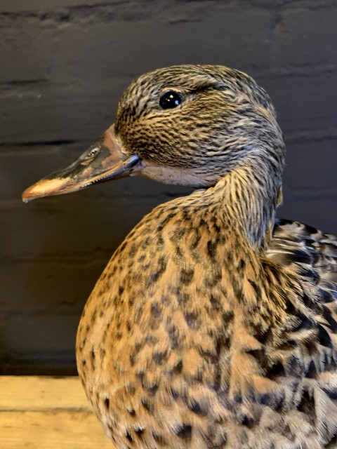 Taxidermy wild duck