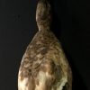 Beautiful taxidermy duck