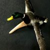 Taxidermy stuffed flying mallard