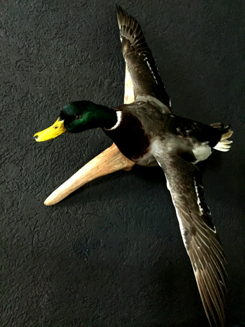 Taxidermy stuffed flying mallard