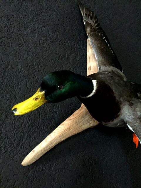 Taxidermy stuffed flying mallard