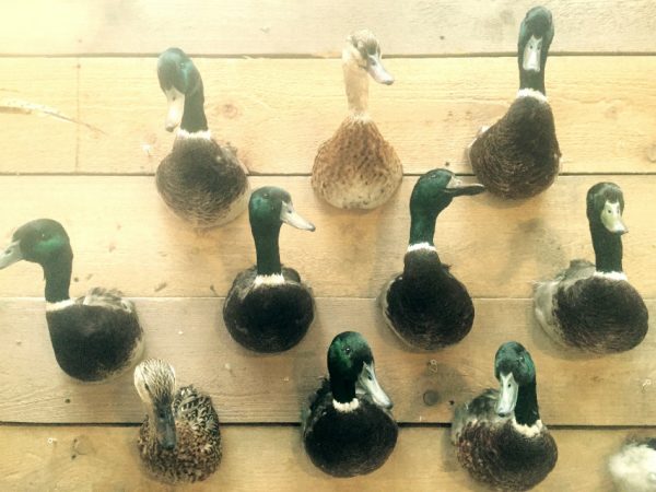 Ausgestopfter Ente Kopf
